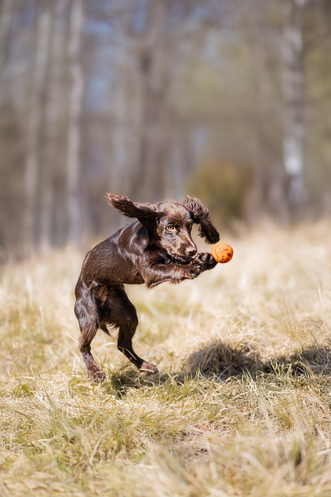 Dog ball (2)