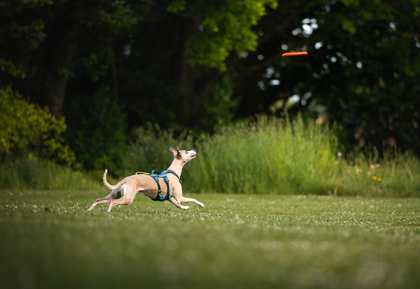 Dog flying disc (4)