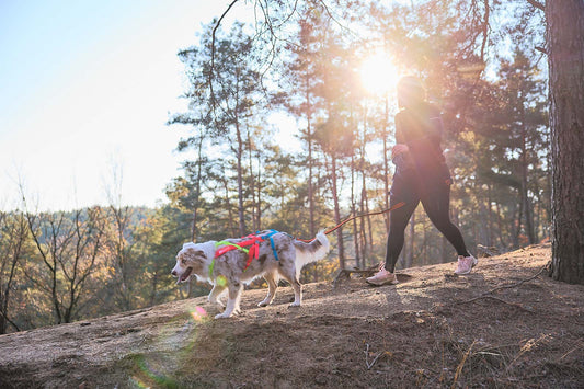 Freemotion harness 5.0 - limited edition (1)