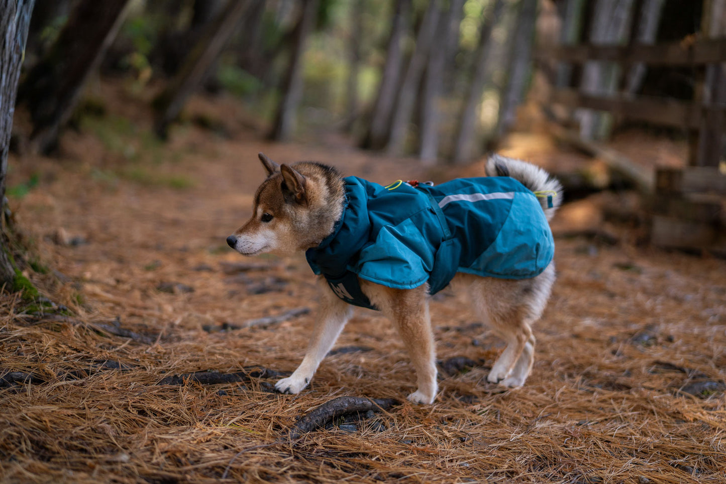 Glacier jacket 3.0 (4)