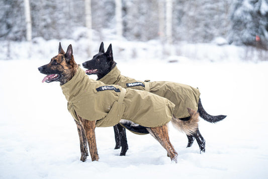 Glacier dog jacket WD (1)