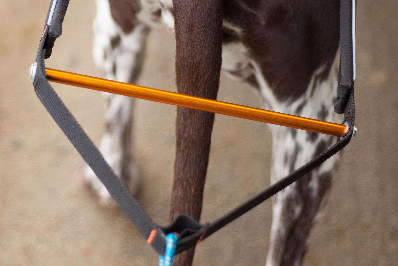 Nansen stick harness