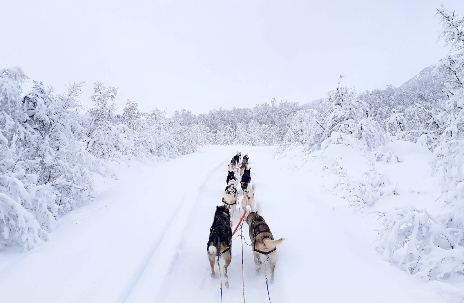 Nansen stick harness (6)