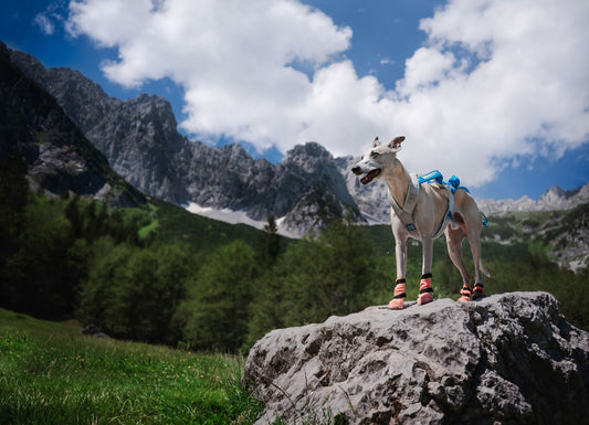 Protector light socks high (1)