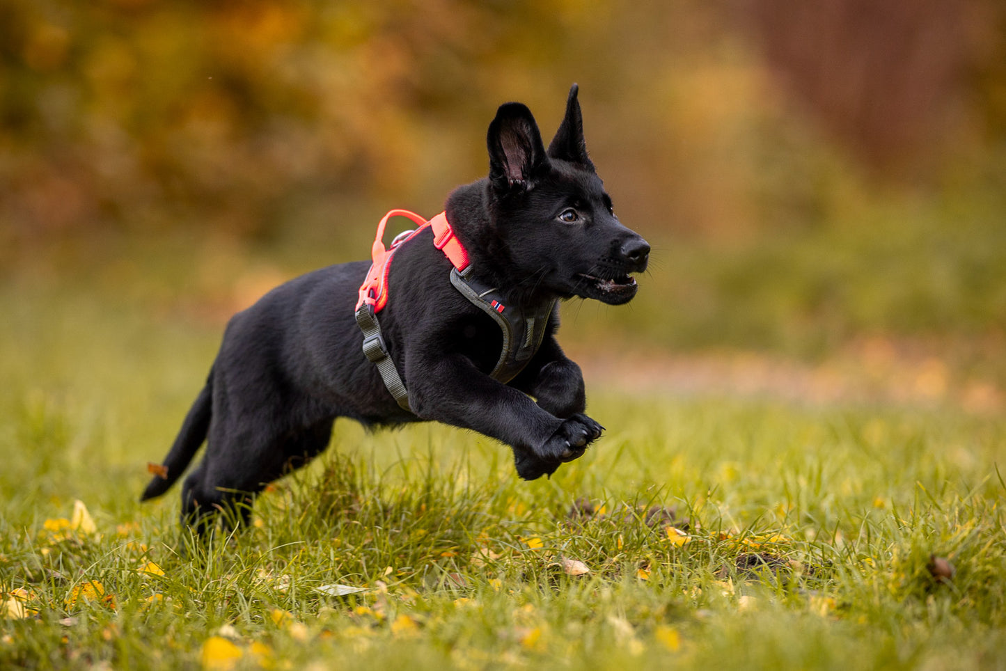 Ramble harness (4)