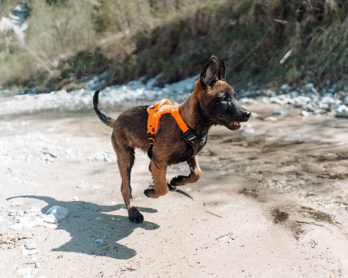 Ramble harness (6)