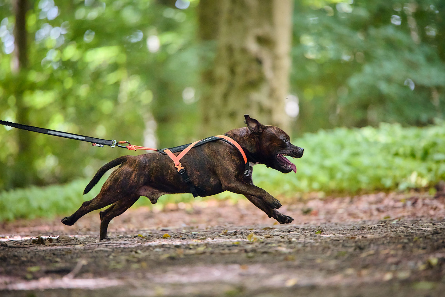 Rush harness (3)