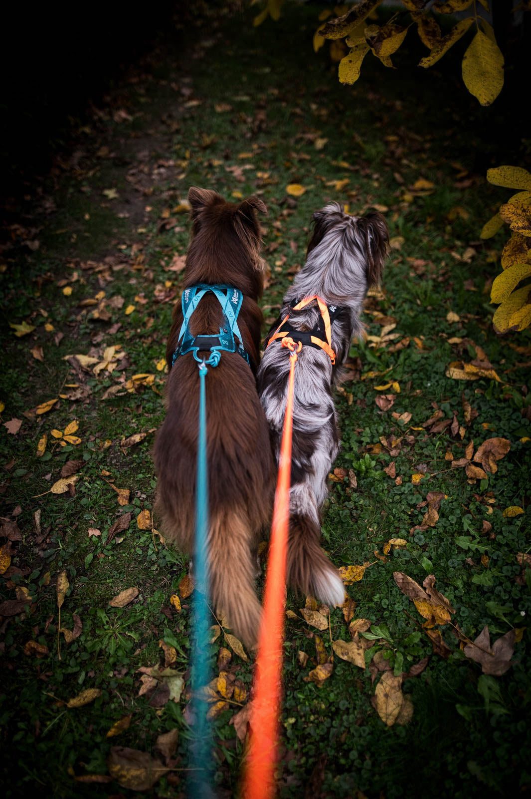 Rush harness (5)