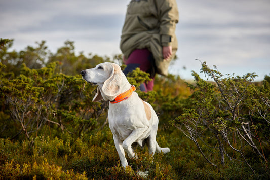 Safe collar (1)