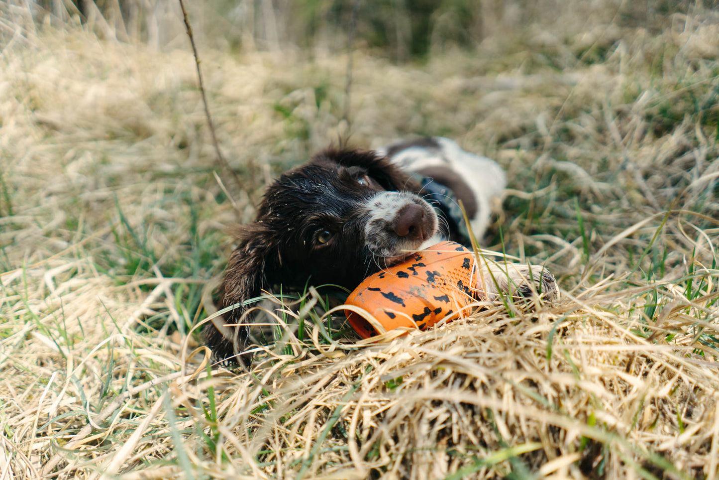 Dog throw toy (2)