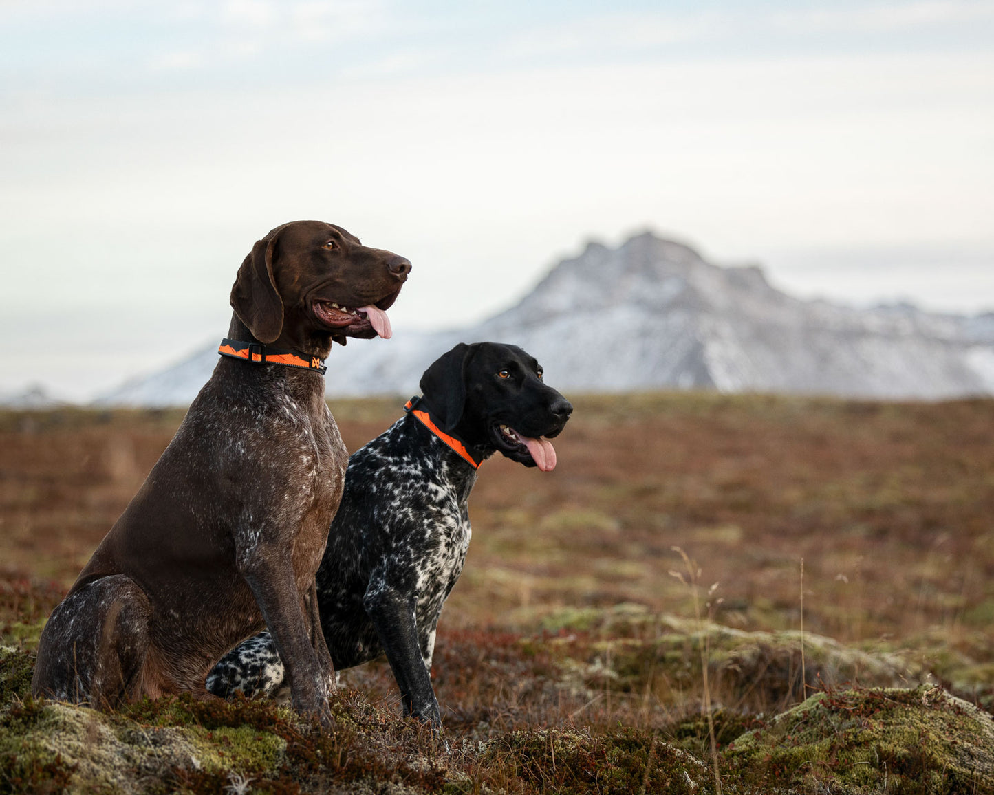 Trail quest collar (3)