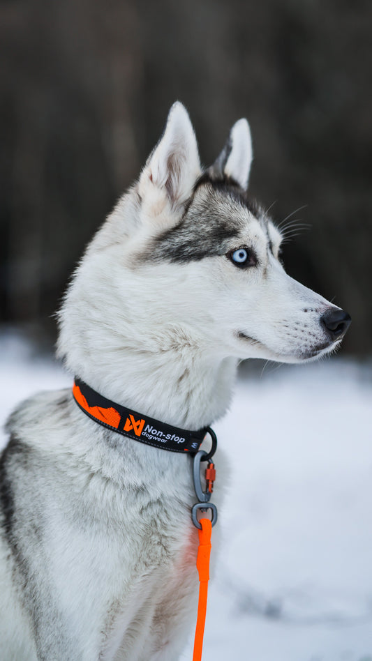 Trail quest collar (1)