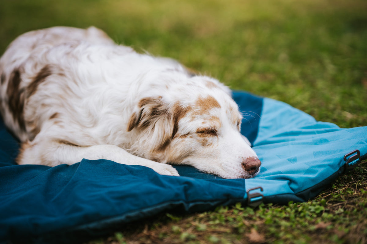 Trekking dog bed