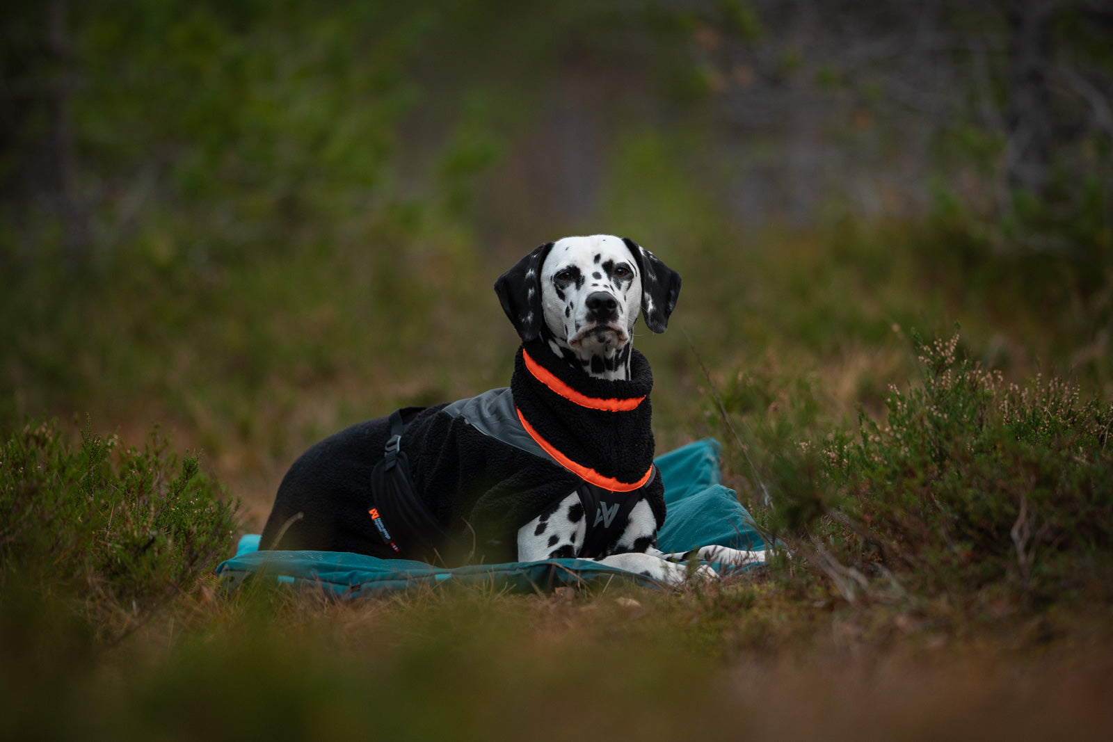 Trekking fleece dog jacket (4)