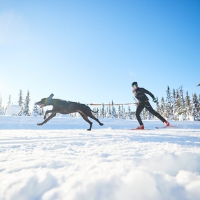Guide to skijoring with dogs - the best tips from professional athletes