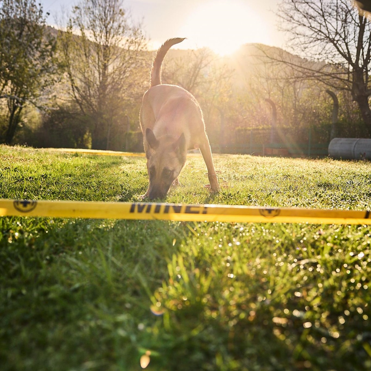 king-mine-detection-dog