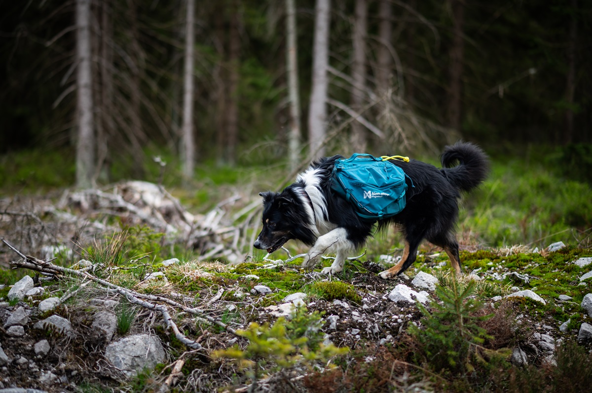guide-dog-backpack