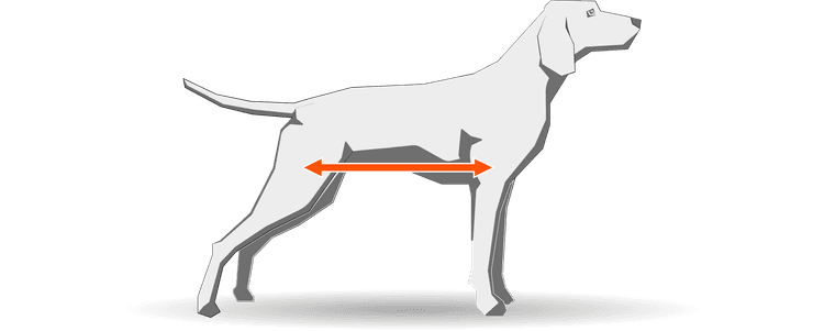 How to measure your dog