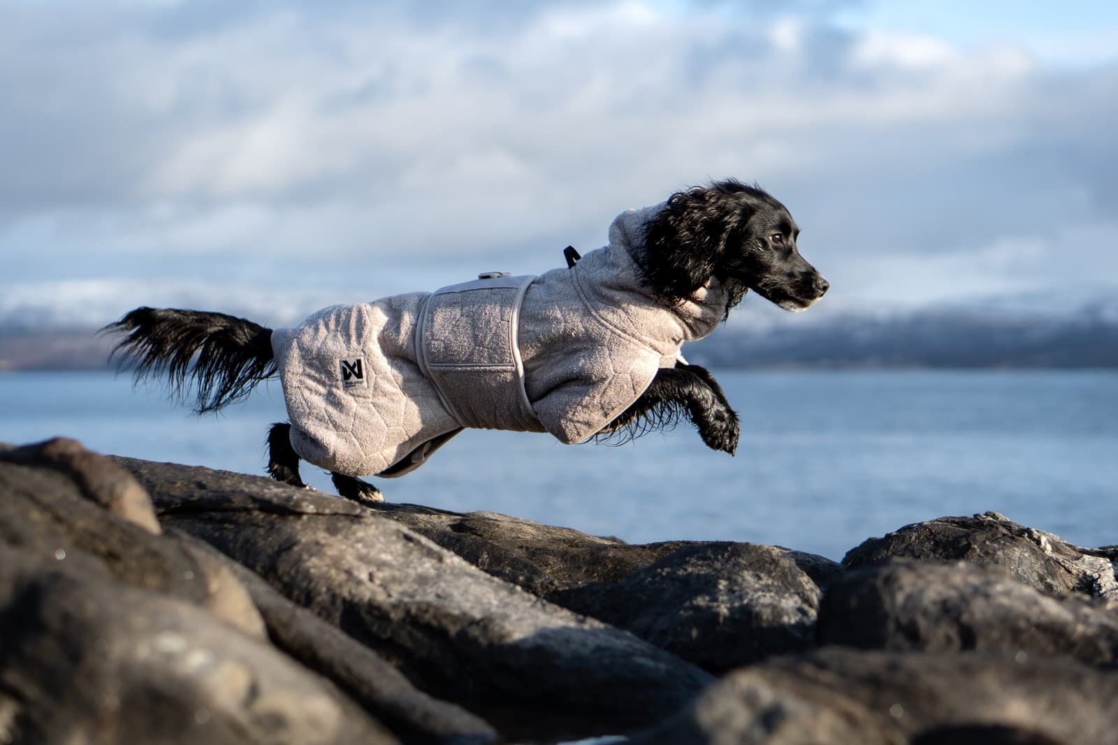 Dog jackets