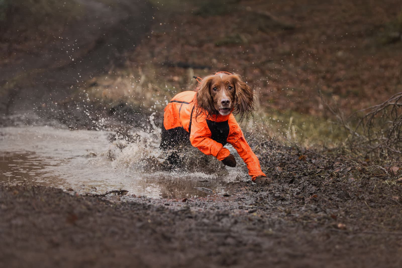 Dog jackets