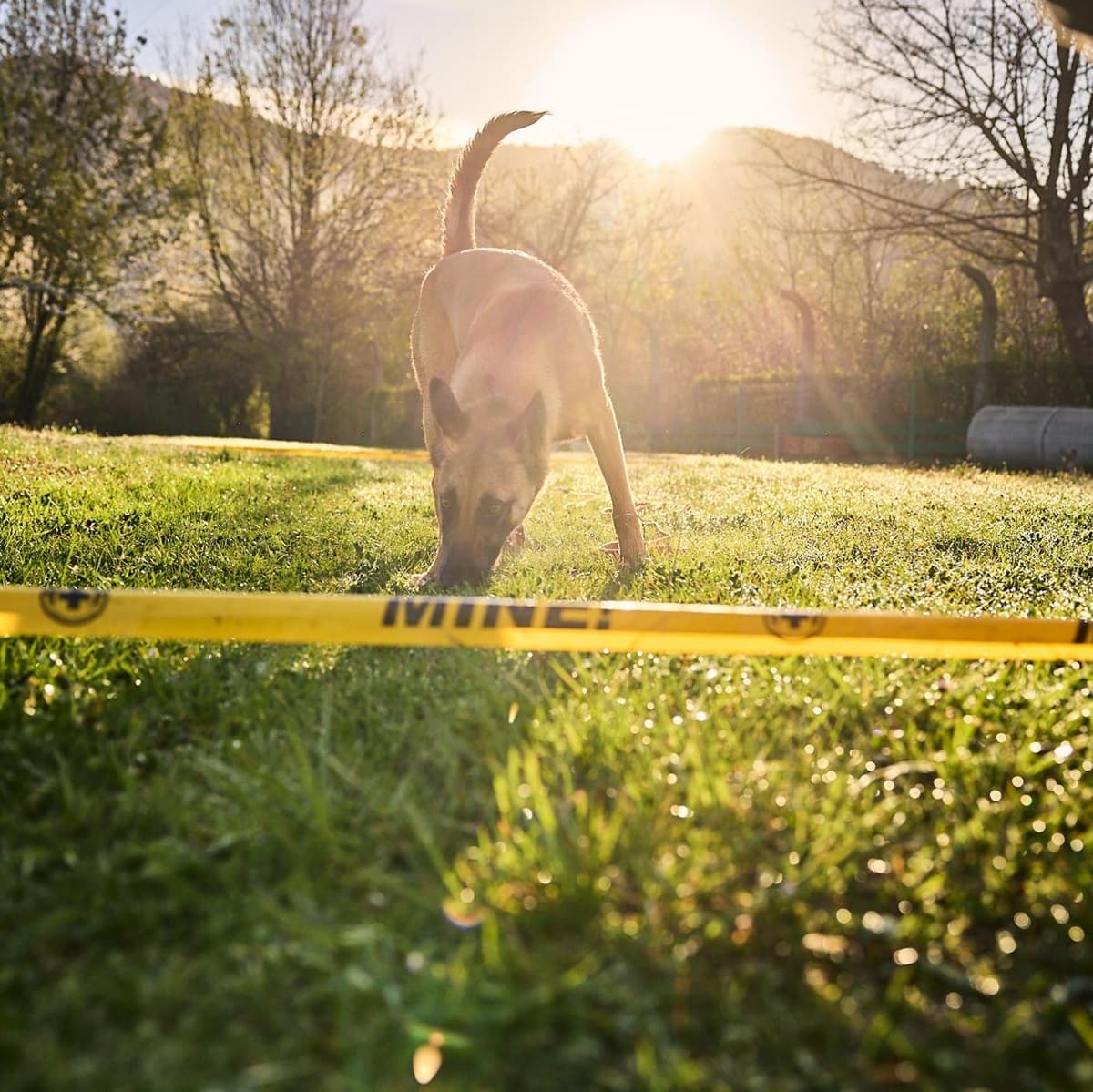 Mine Detection Dog 