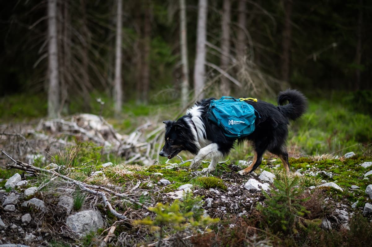Dog hiking pack guide