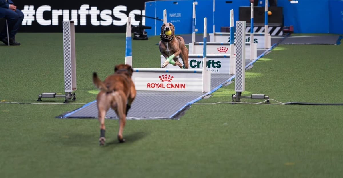 Crufts Flyball Roadrunners