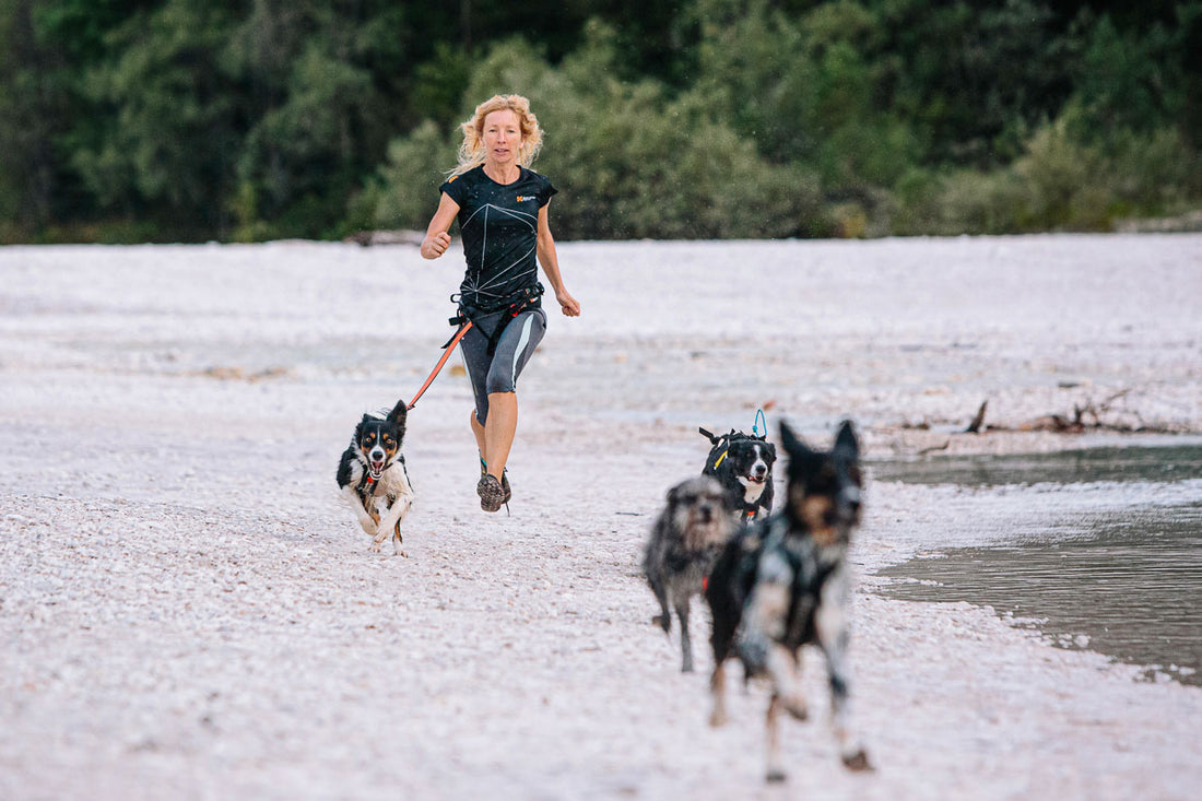 How resistance training can benefit your dog