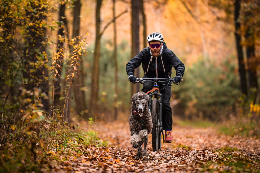 Gifts for biking with dogs