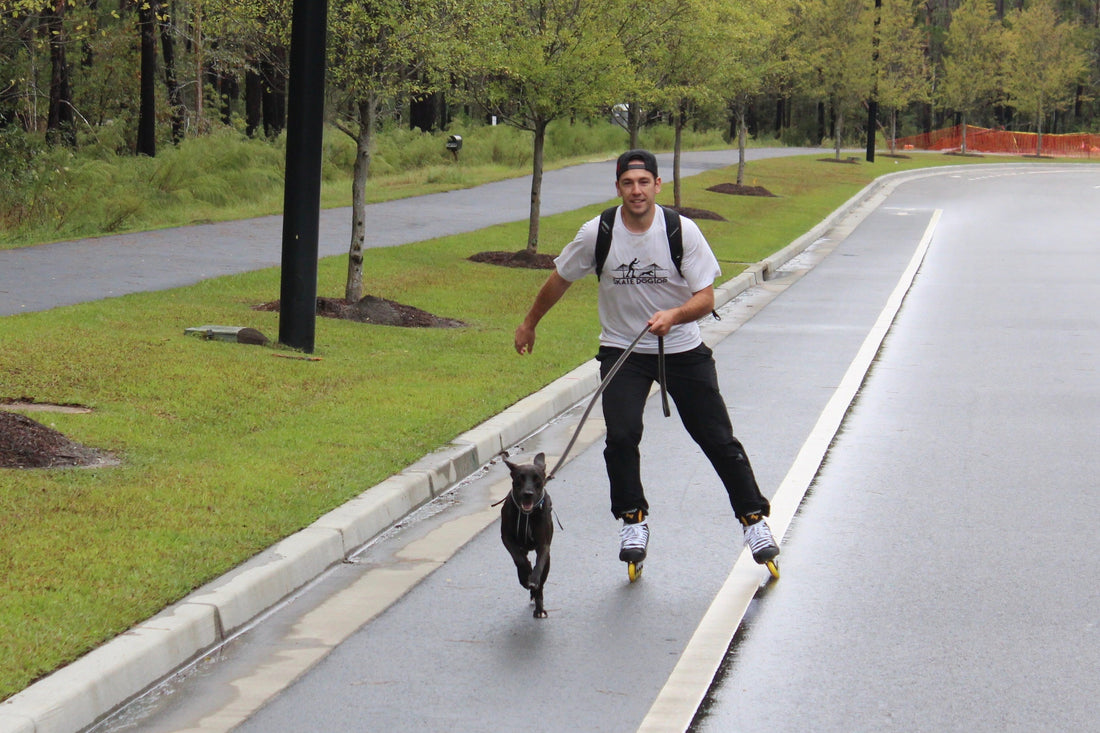 Skating shelter dogs into adoption: - They transform right before our eyes