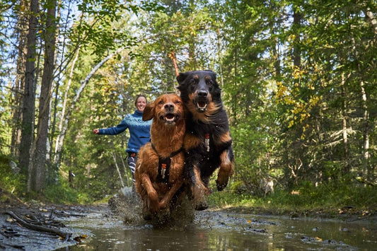 Is canicross good for dogs?