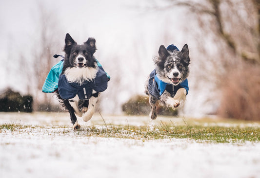 Which dog jacket is best for my dog?