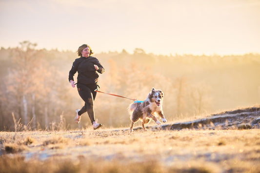 Canicross Couch to 5K training program - Week 8