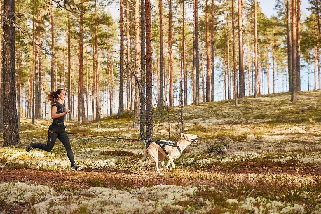 How to prepare for a canicross race