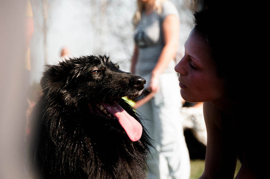 Can I train my dog in warm weather?