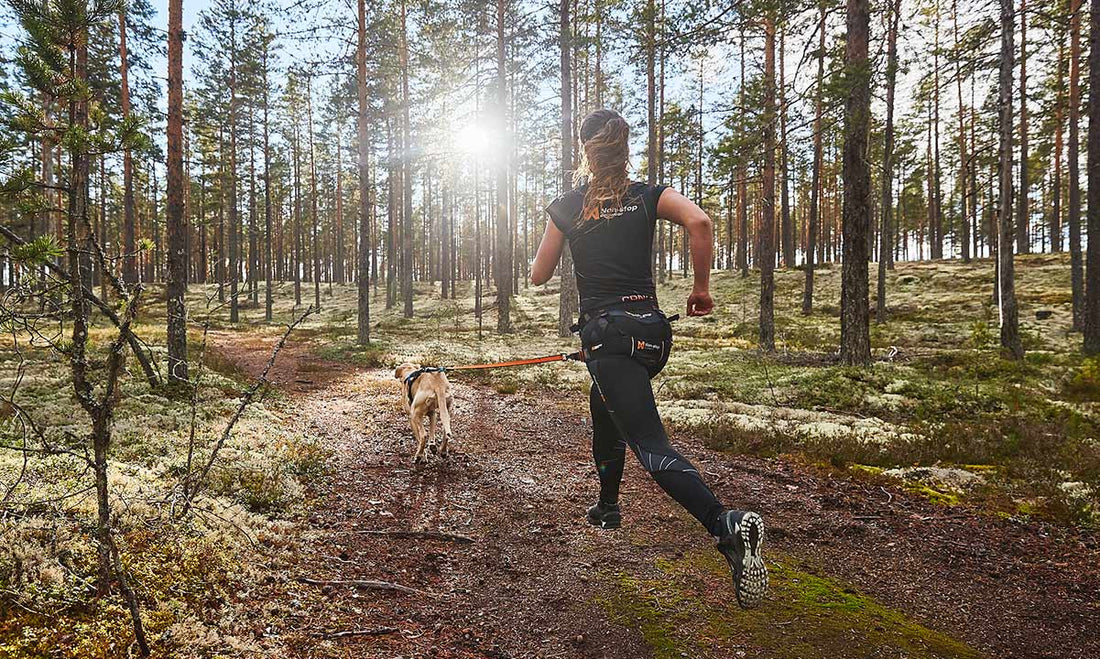 Which hands-free dog belt should I choose?