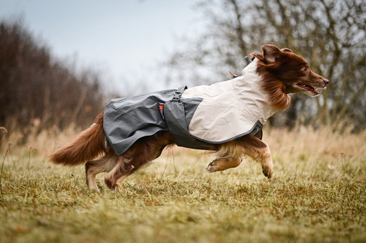 Guide to dog raincoats: how to keep your dog dry and comfortable