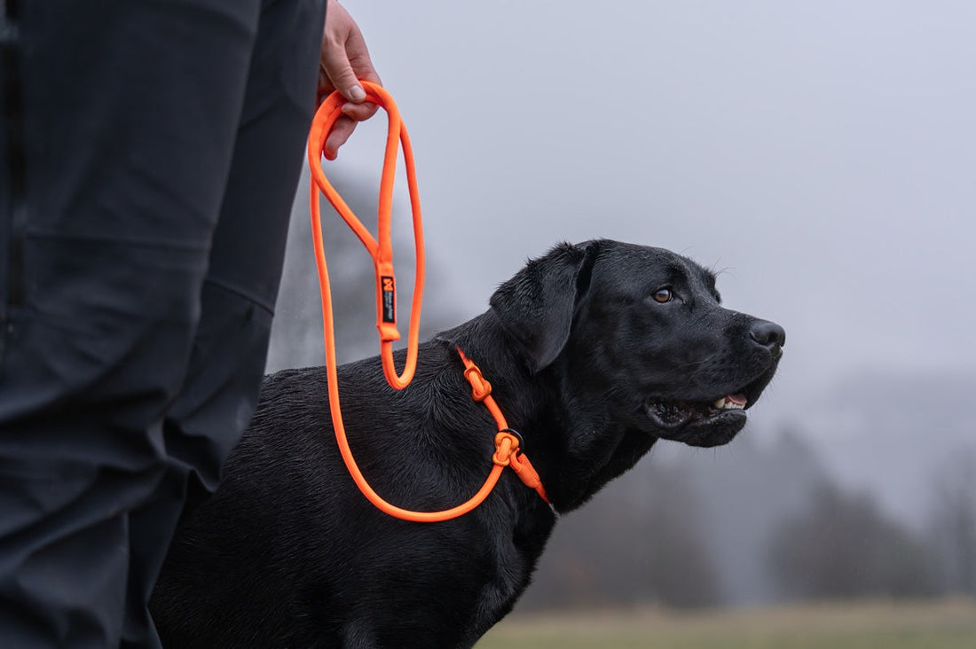 Orange retriever leash on a Black labrador