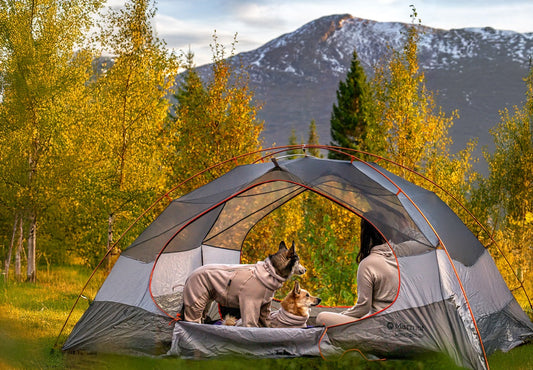Camping with dogs