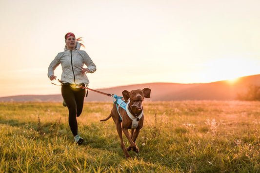 Running with dog pulling at sunset