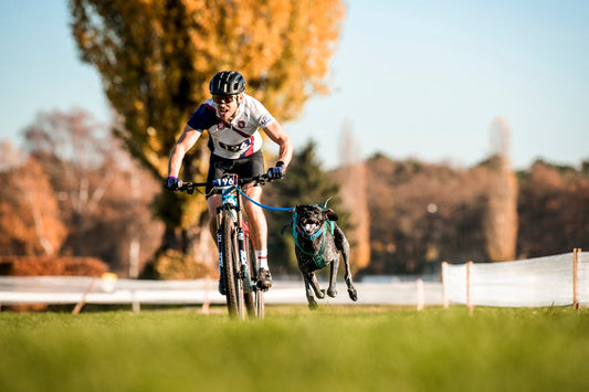 Alex and Loki at the World Championship in bikejoring