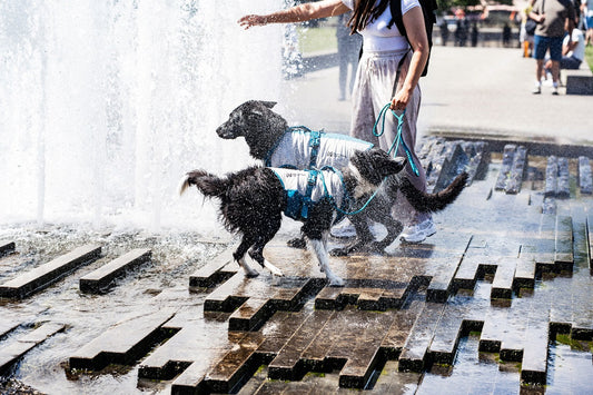 Dogs cooling down in fountain on hot summer day