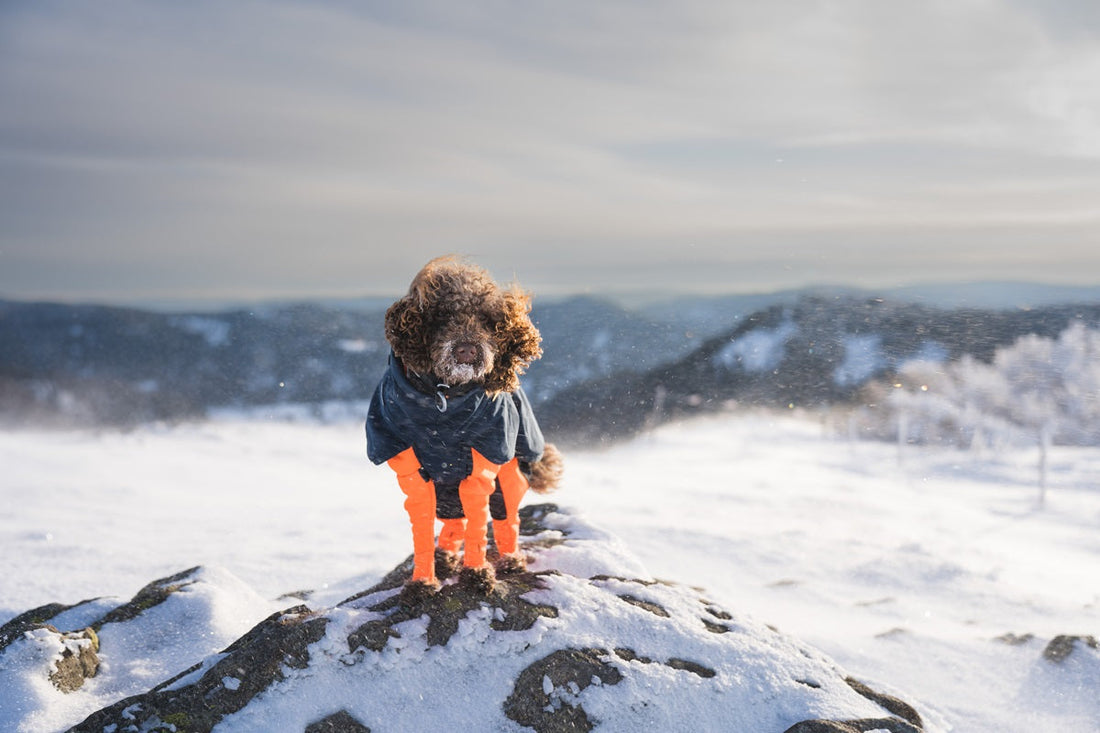 Dog wairing protective and warm layers in the snow