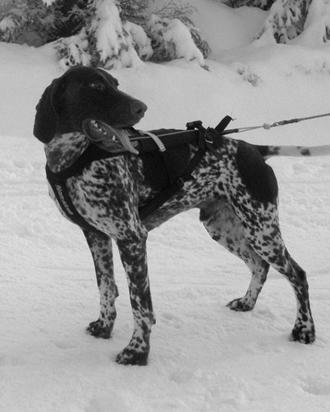 Hårek in the first Freemotion harness