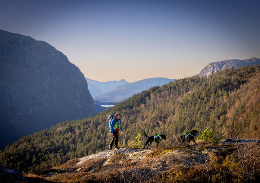 Trail safety with dogs: How to prepare, recognize trouble, and handle an emergency