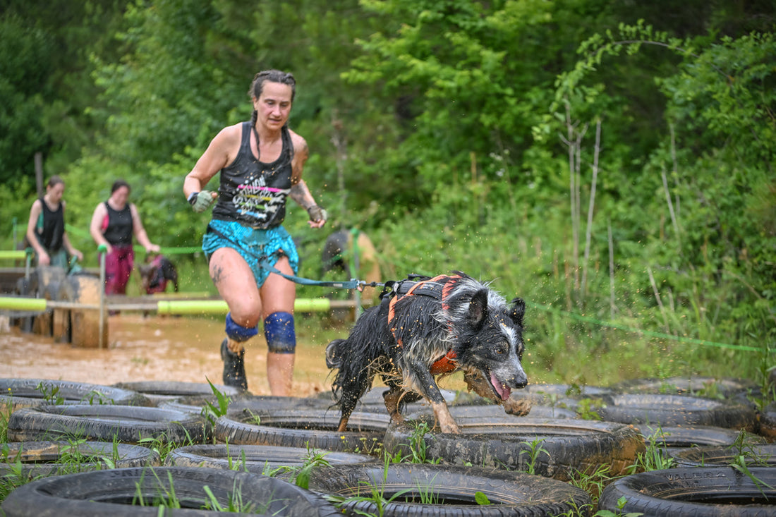 Dog obstacle racing