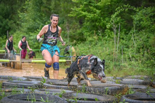 Dog obstacle racing