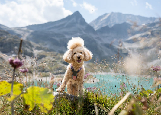 Poodle in the mountains wearing the Line harness Rachel Pohl collection