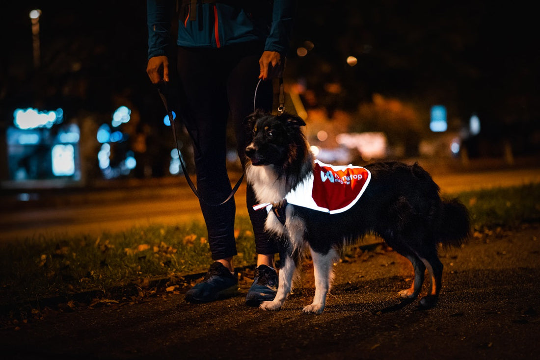 Dog wearing reflective blanket