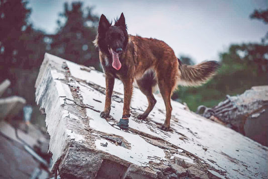 When disaster strikes, they are ready: Inside the world of international search and rescue dogs